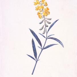 Crotaloria Mitchellis, [by Joseph Lycett]