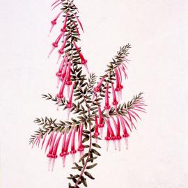 Epaeris Impressa, [by Joseph Lycett]