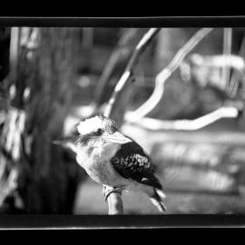 Photograph of a Laughing Kookaburra, Taronga Zoo, Sydney. [April 1938]