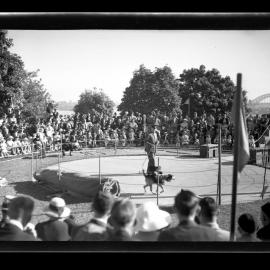 Animal display involving Dogs and a Macaque (?), Taronga Zoo, Sydney [April 1938]