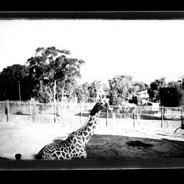 Giraffe, Taronga Zoo, Sydney [April 1938]