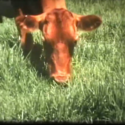 Australia and its Dairying Industry