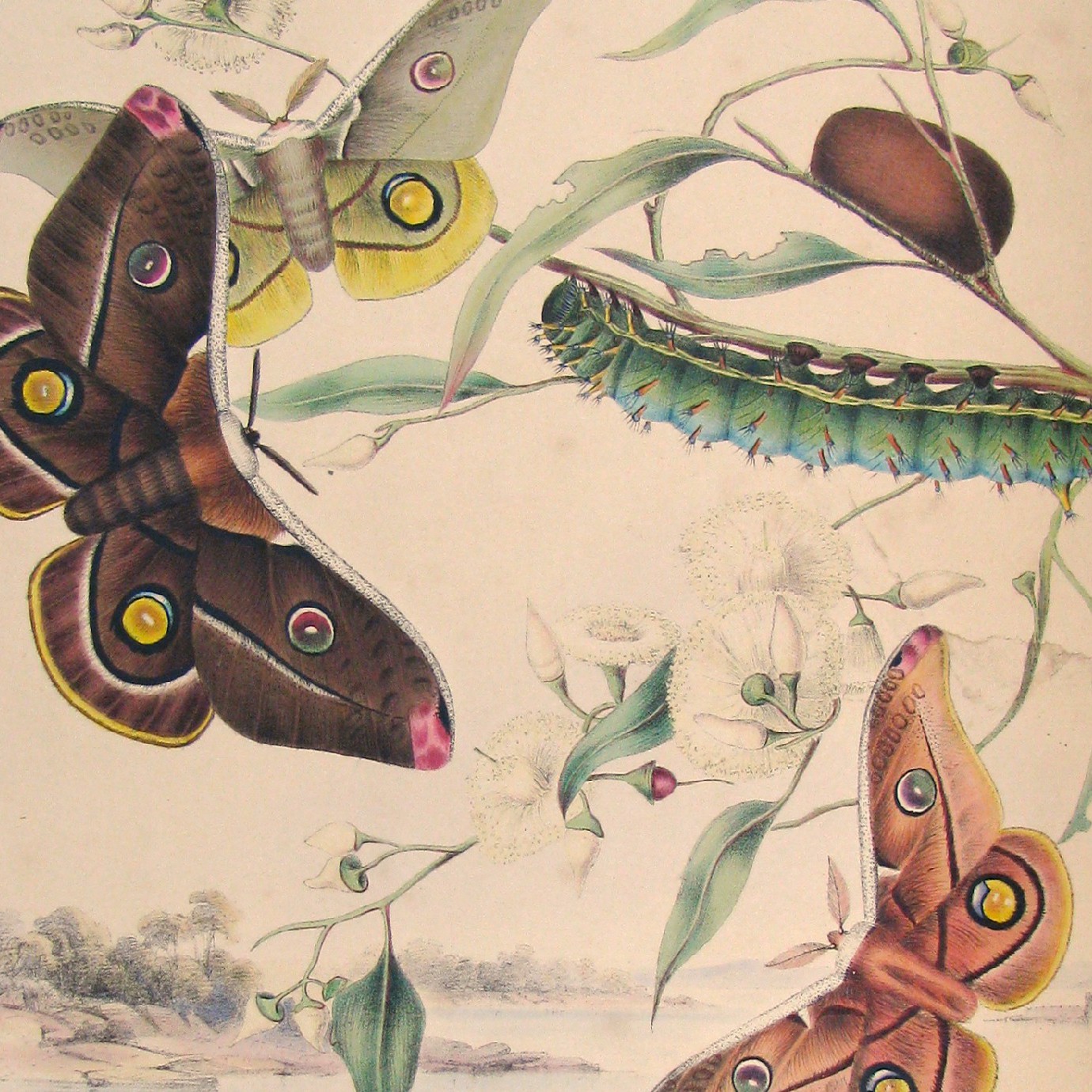 Australian Lepidoptera and their transformations