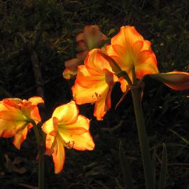 Amaryllis in the sun