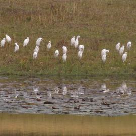 Egrets at Riverwood Downs, Monkerai, NSW