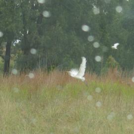 Egrets in flight through the rain