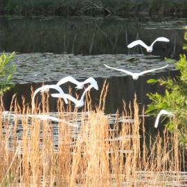 Egrets flying over a pond of waterlilies