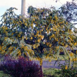 Wattle tree, Kurri Kurri, NSW, August 1989