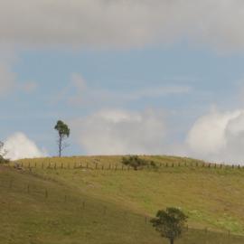 Hill & trees at Dungog