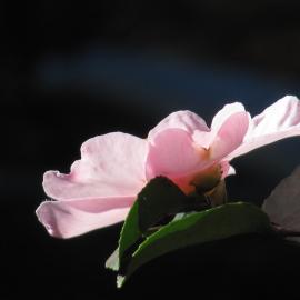 Pink camellia