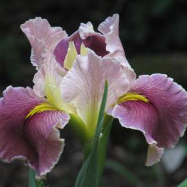 Purple and yellow iris