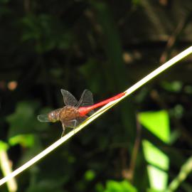 Red dragonfly