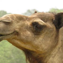 Smiling camel 