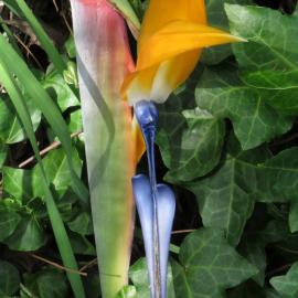 Strelitzia reginae