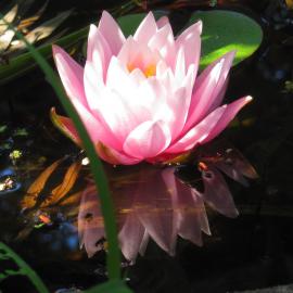 Waterlily Nov 2014