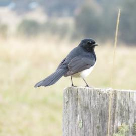 Willy Wagtail