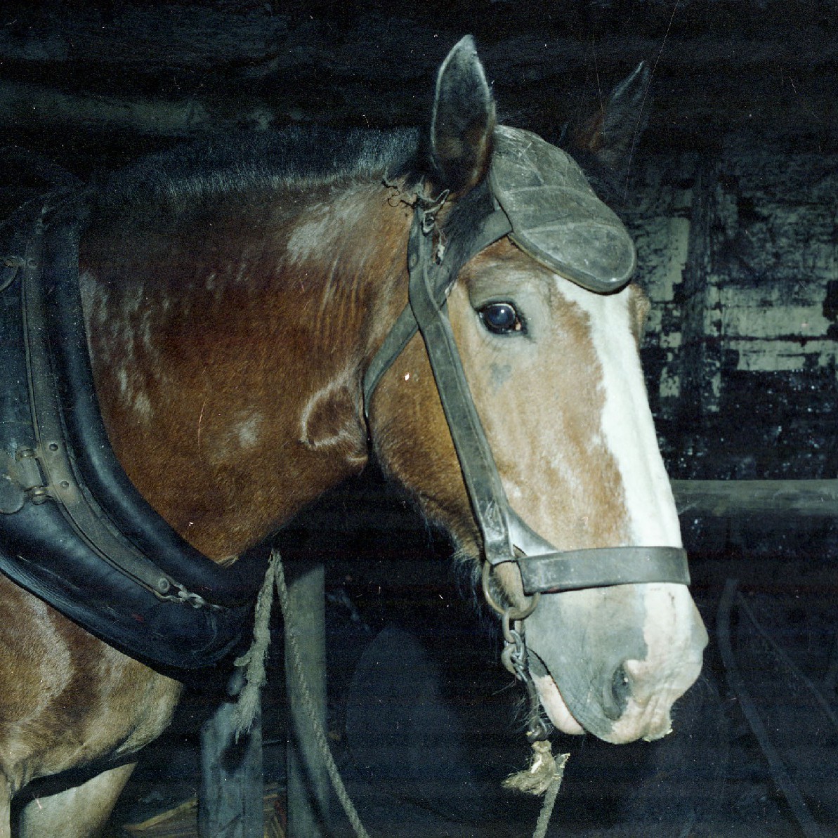 Amos Baskeyfield (1917-) - Ostler, Leconfield Colliery. Recorded 28 February 1994. Part 1/1.