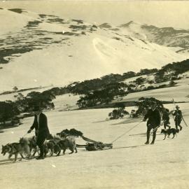Huskies in the Snowy Mountains, NSW, [c. 1910s]
