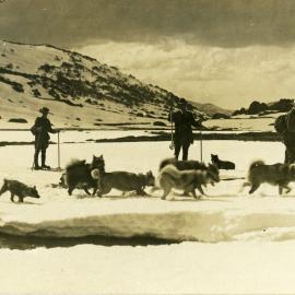 Huskies, Snowy Mountains, NSW, [c. 1910s]
