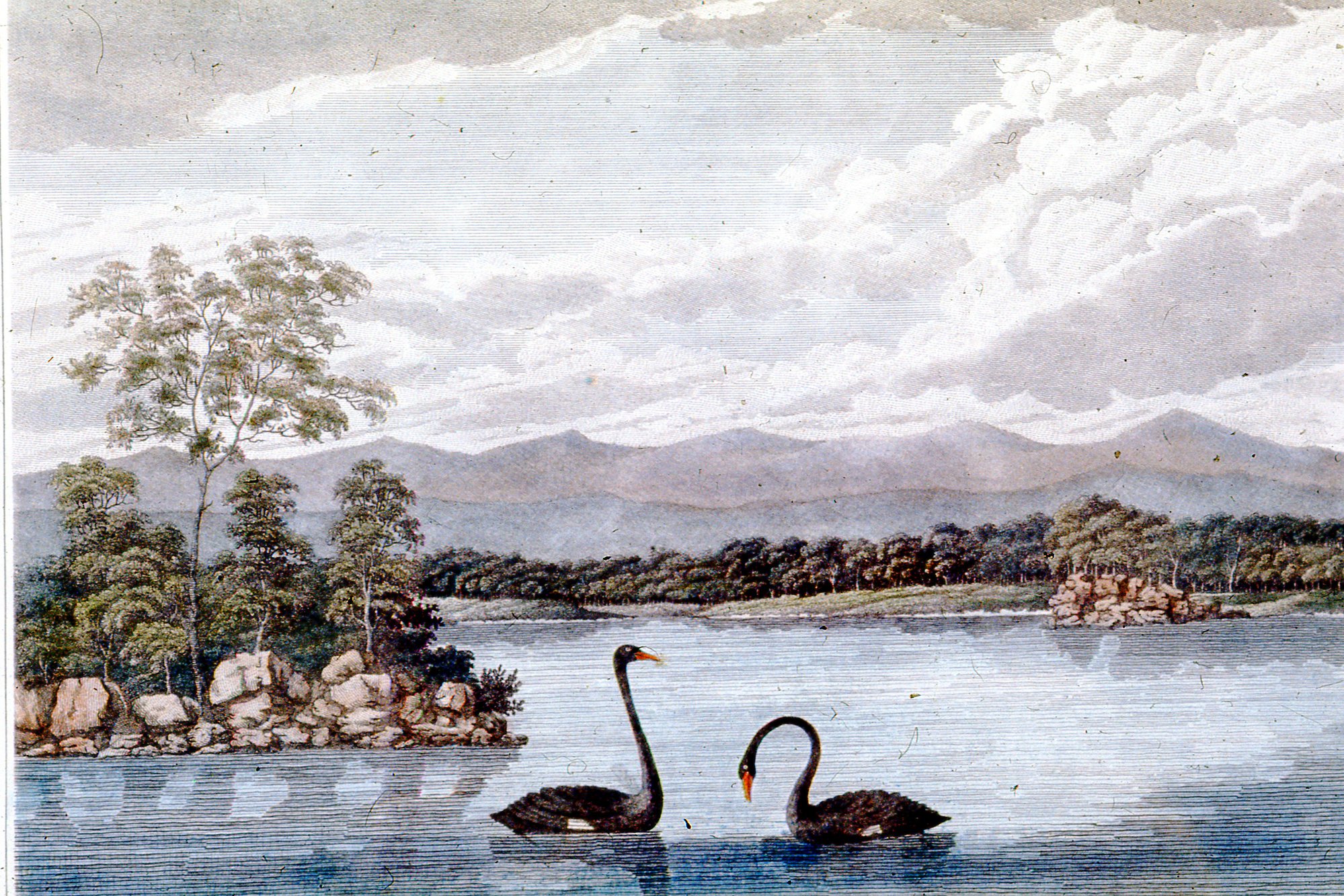 Reeds River, Lake Macquarie, NSW