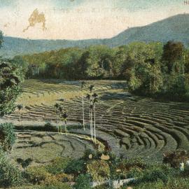 Tea Plantation - Ceylon