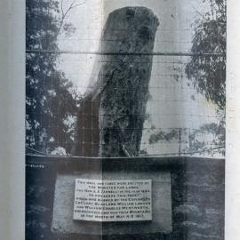 Explorer's Tree, Katoomba