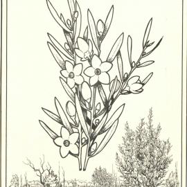 Eristemon lanceolata