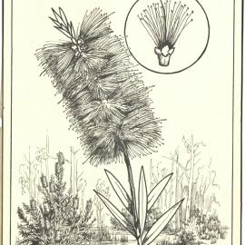 Callistemon citrinus