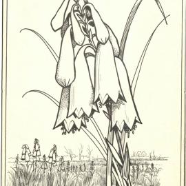 Blandifordia grandiflora