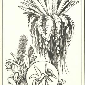 Asplenium nidus and Dendrobium speciosum