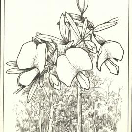 (Gompholobium sp) Golden glory pea