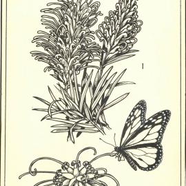 Grevillea banksii and Grevillea pinicea