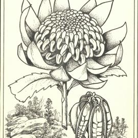 Telopea speciosissima