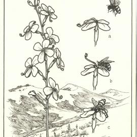 (Stylidium g) Trigger Plant