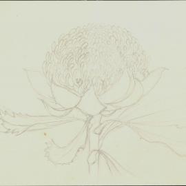 Telopea speciosissima