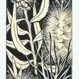 Callistemon in flower