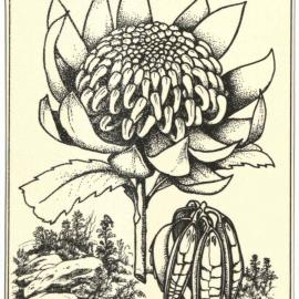 Telopea speciosissima