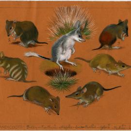 Australia's Animals 24 Bandicoots: Bilby - Southern - Rufous - Eastern barred - Golden - Northern - Longnosed (page 53)