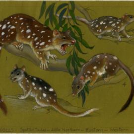 Australia's Animals 25 Quolls: Spotted tailed - Little Northern - Eastern - Western (page 55)
