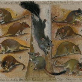 Australia's Animals 26 Phascogales: Brushtail - Redtail - Antechinus: Brown - Cinnamon - Atherton (page 57)