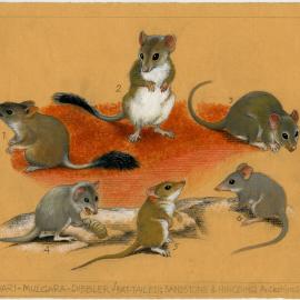 Australia's Animals 27 Kowari - Mulgara - Dibbler - Fat-tailed; Sandstone & Ningbing Antechinuses (page 59)