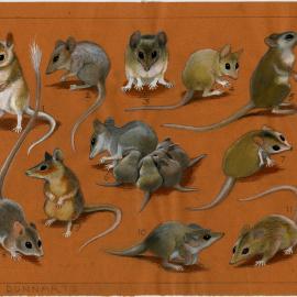 Australia's Animals 28 Dunnarts (page 61)