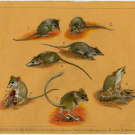 Australia's Animals 29 Ningauis: Wongai & Pilbara Planigales: Common - Longtailed - Narrow-nosed - Paucident & Kultarr (page 63)