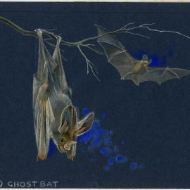 Australia's Animals 30 Bats: Ghost bat (page 65)