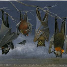 Australia's Animals 31 Fruit Bats or Flying-Foxes: Black - Little red - Spectacled - Grey headed (page 67)