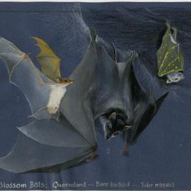 Australia's Animals 32 Blossum Bats: Queensland - Bare backed - Tube nosed (page 69)