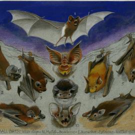Australia's Animals 33 Small Bats: White stripe - N. Mastiff - Broadnose - E.Horseshoe - Eplisicus - Wattled - sheathtail Heads: Horseshoe - Bentwing - Large eared (page 71)