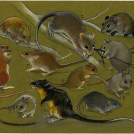 Australia's Animals 34 Native rats (page 73)