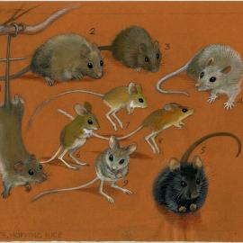 Australia's Animals 35 Rats, Hopping-mice (page 75)