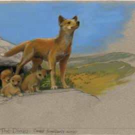 Australia's Animals 37 Dingo (page 79)